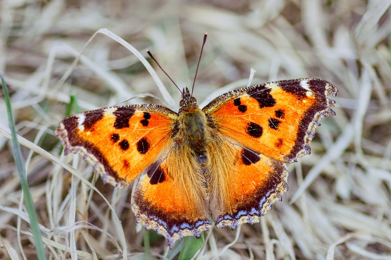 tokina 100 macro, macro lens, beautiful, красивый, moment, момент, nature, природа, wildlife, живая, spring, весна, весенний, insect, насекомое, butterfly, бабочка, nymphalis polychloros, многоцветница черно-рыжая, Ура, бабочки проснулись! :) фото превью