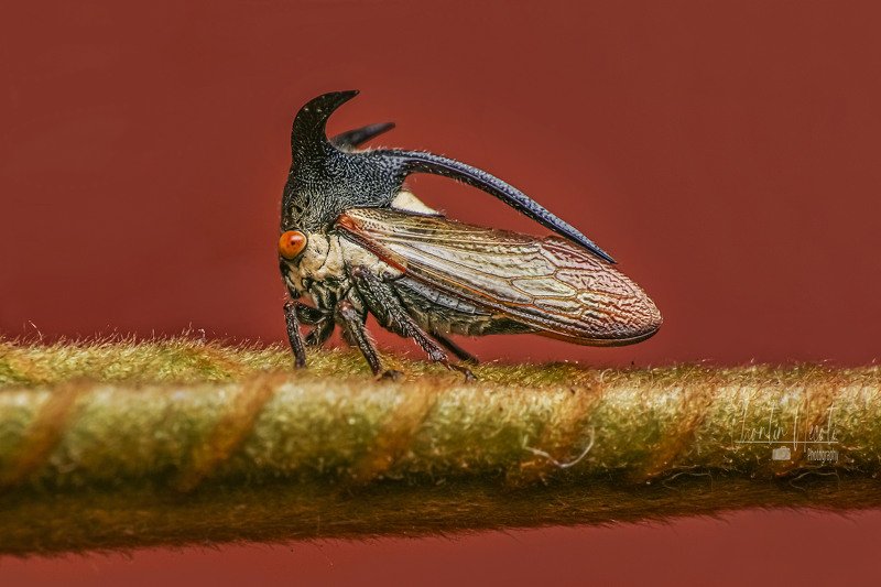 Potrait of Tree hopper фото превью
