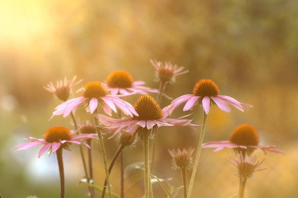 , Октай Гусейнов