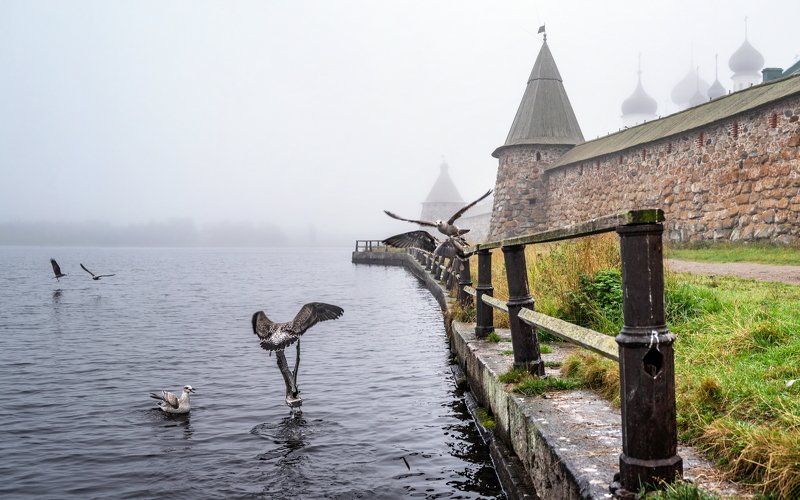 соловки, соловецкие острова, залив, вода, зеркало, отражение, берег, стены, монастырь, соловецкий монастырь, красота, ник васильев, озеро, святое озеро, птицы, чайки, ограда, Чайки Соловецкие. фото превью