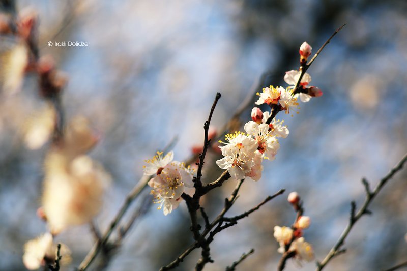 nature, spring, flower, sunny day, sun, nature, macro, photography, outdoor Spring time фото превью