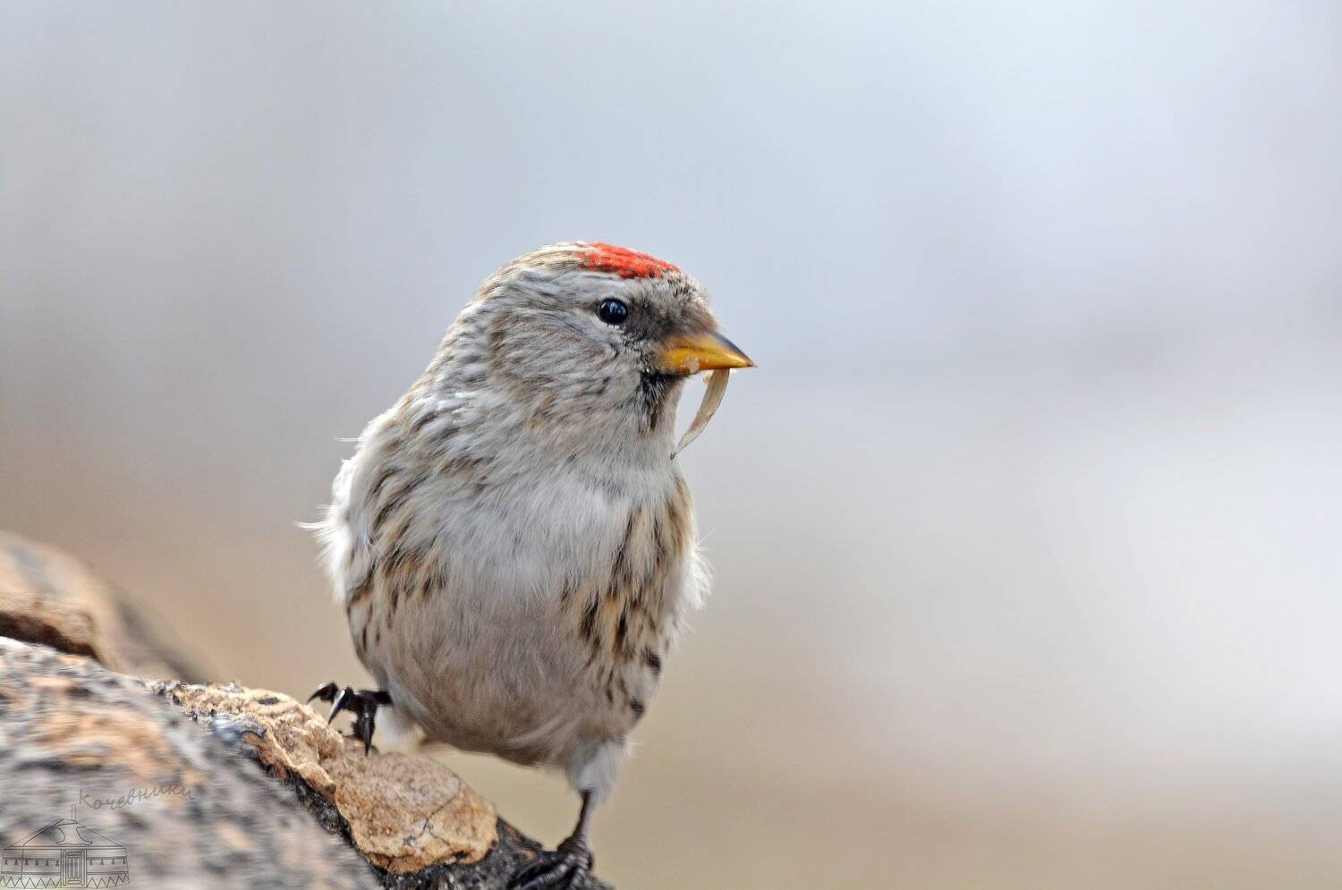 , Юлия Абрамова