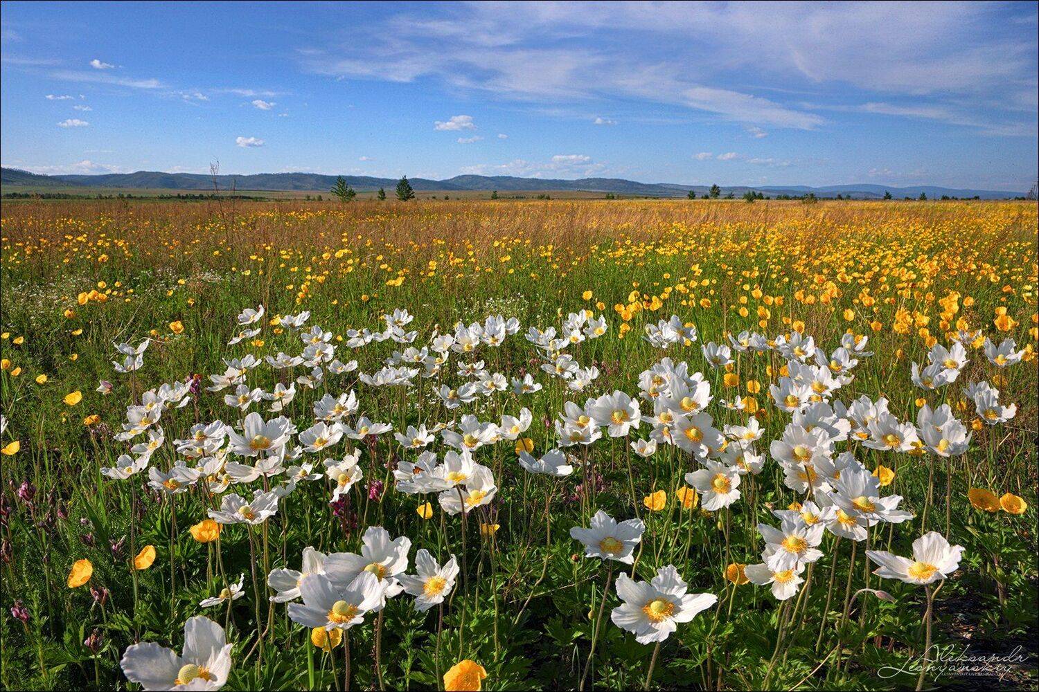 забайкальский край, Александр Леснянский