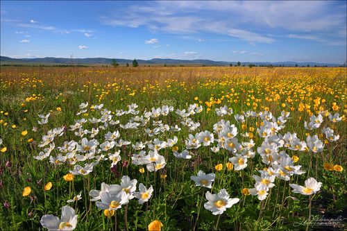 Ветреницы и желтые маки