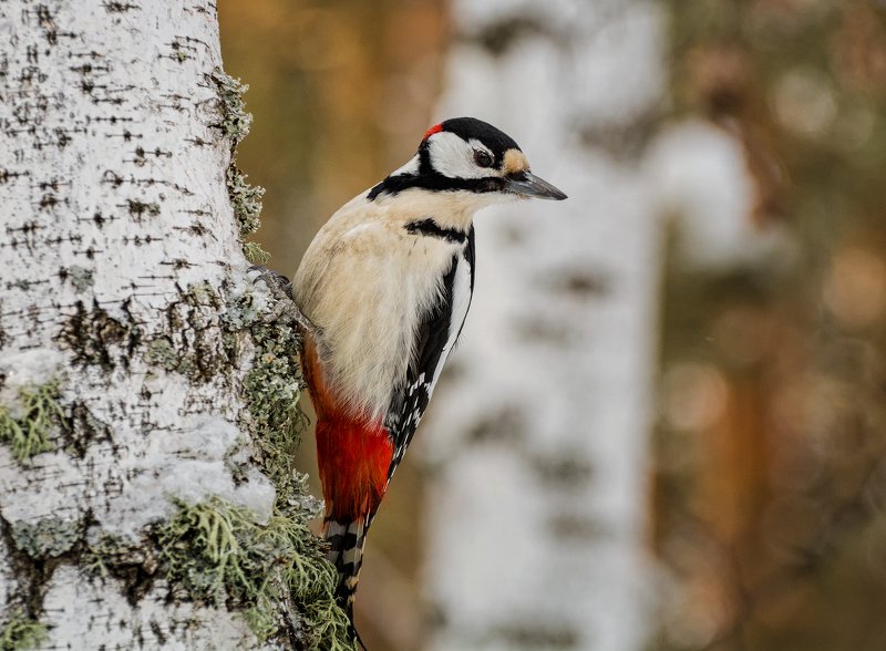birds, птица, дятел, дерево, Большой пёстрый дятел.. фото превью