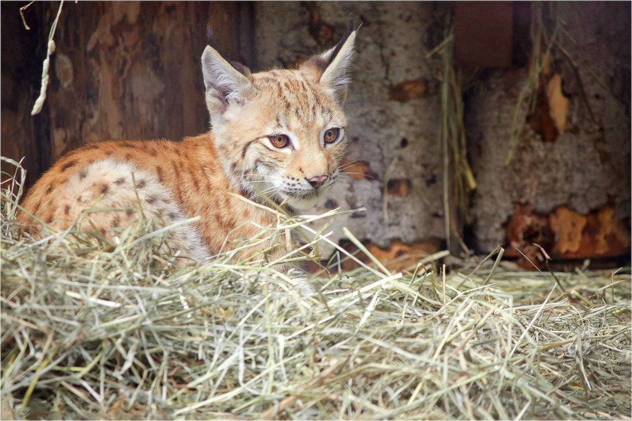 рысь, КарОл