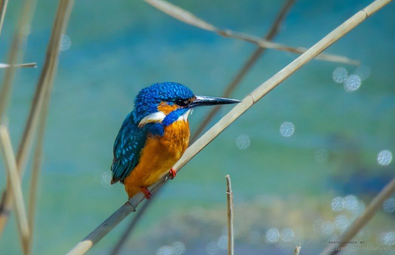 зимородок,животные,птицы,крым,севастополь,природа,россия,украина,бердвочинг Зимородок фото превью