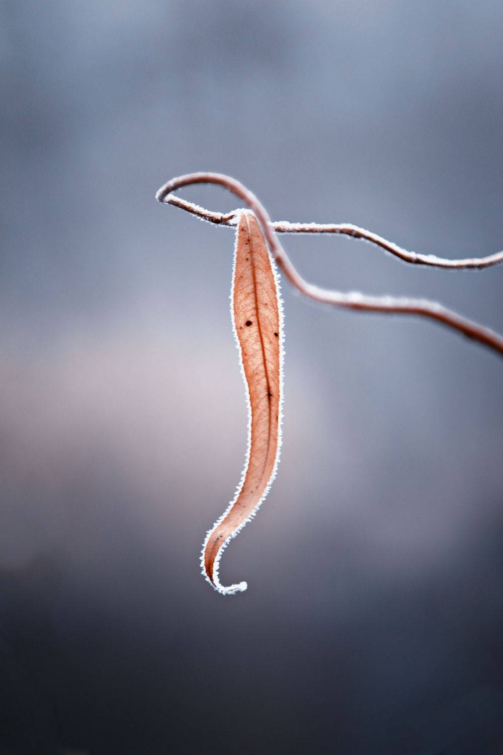 nature, tree leaf, frozen, winter,nature,macrophotography, outdoor, photography, frost, minimal,, Adrian Eperjessy