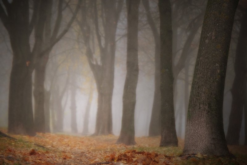 вечер осень лес туман Туманный лес фото превью