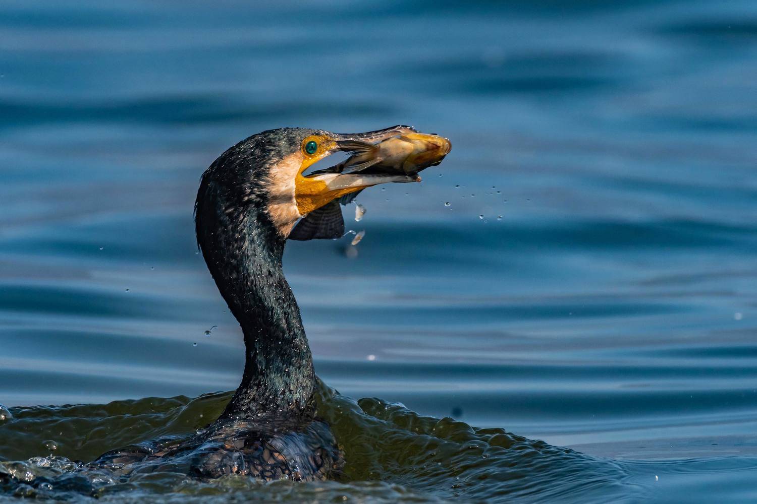 #wildlife, #nature, #wilderness, #birds, #fishing, #waterbirds, #action, #birdsofprey, #birdsinaction, #water, #blue, narendra kumar pandey