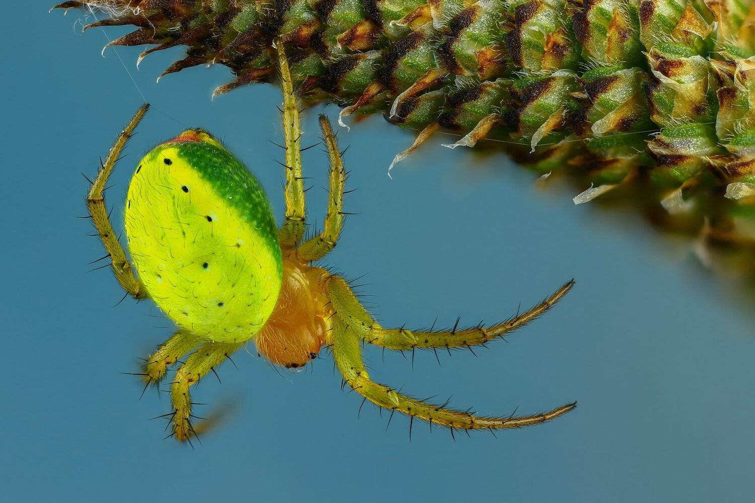 паук,макро,природа,голубой,цвет,зеленый,растение, Андрей Шаповалов