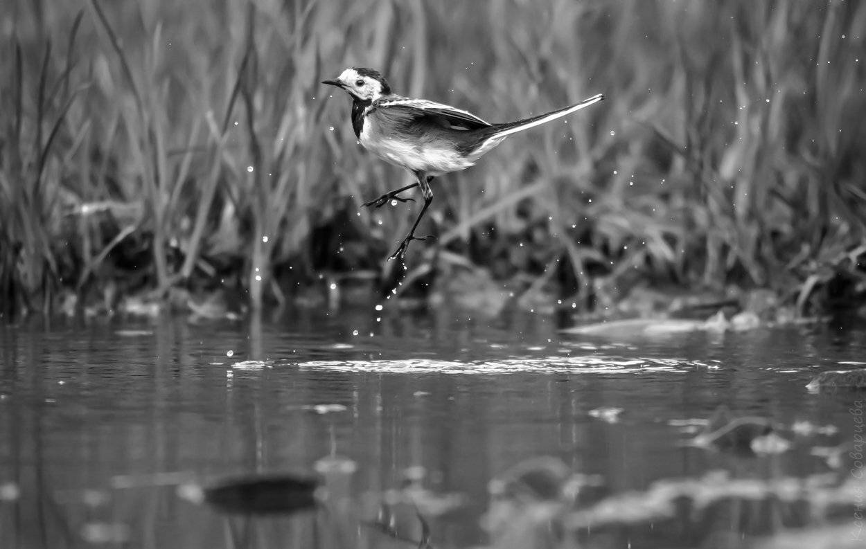 Москва река, трясогузка, прыжок, белая трясогузка, Motacilla alba, вода, рывок, птица в прыжке, весна, пасмурная погода, струи воды, брызги, купание птиц, Ксения Соварцева