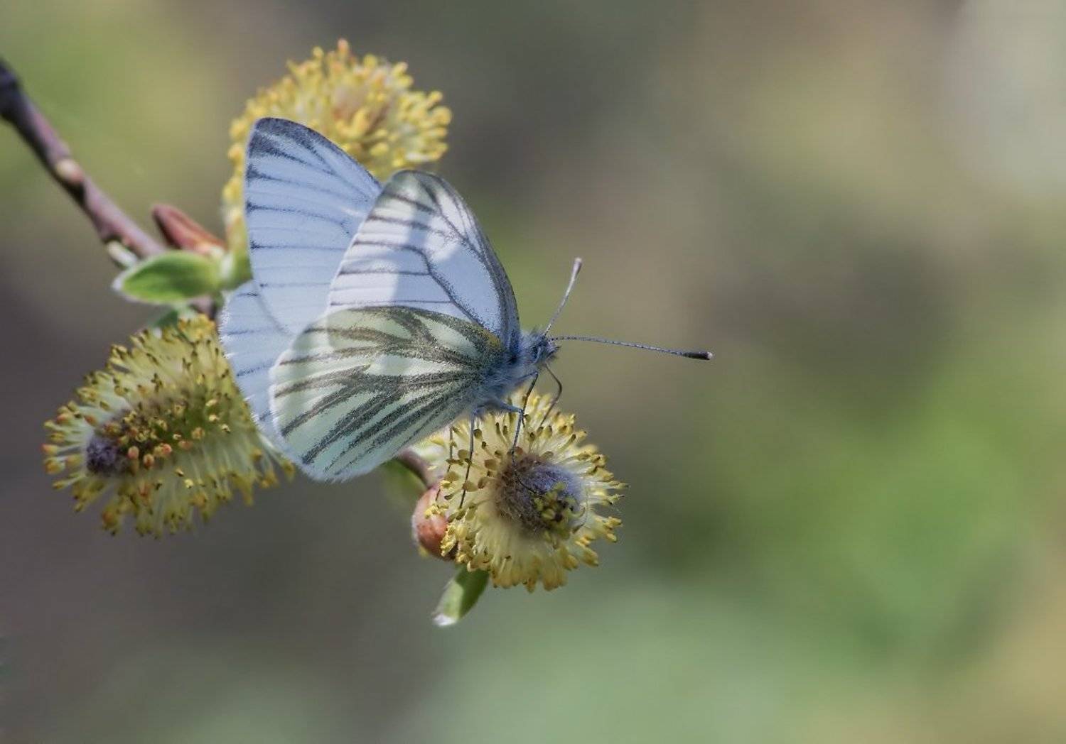 , Чепленко Алексей