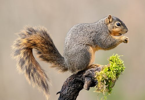 Лисья Белка -Fox Squirrel