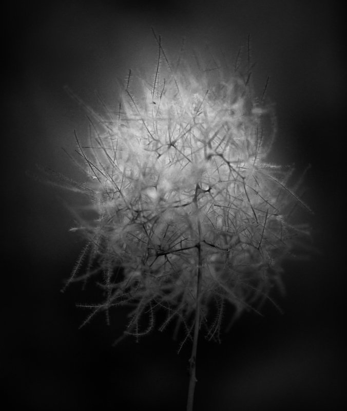 False tissue фото превью