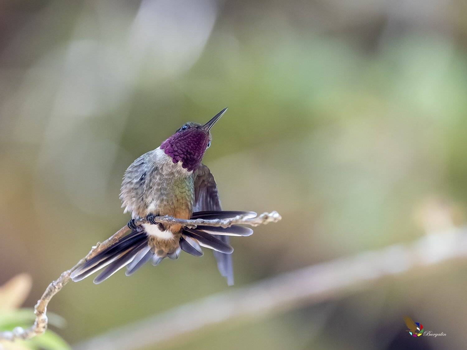 , Fernando Burgalin Sequeira