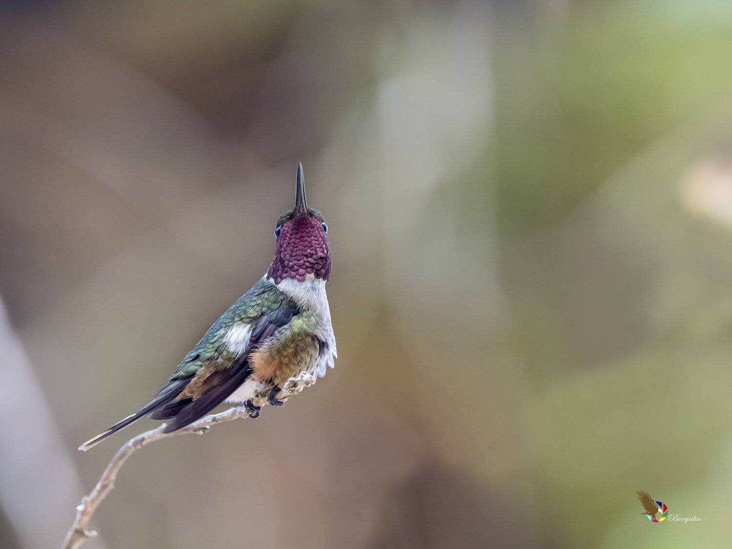 , Fernando Burgalin Sequeira