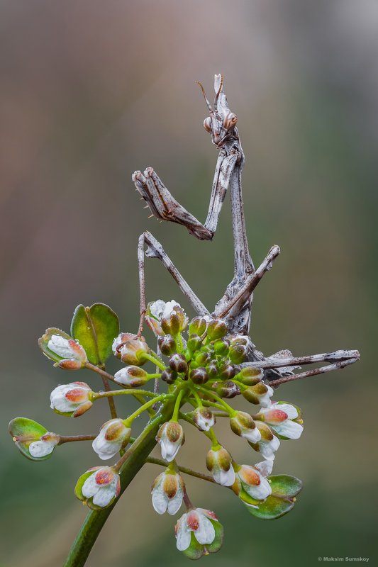 Про дракона фото превью