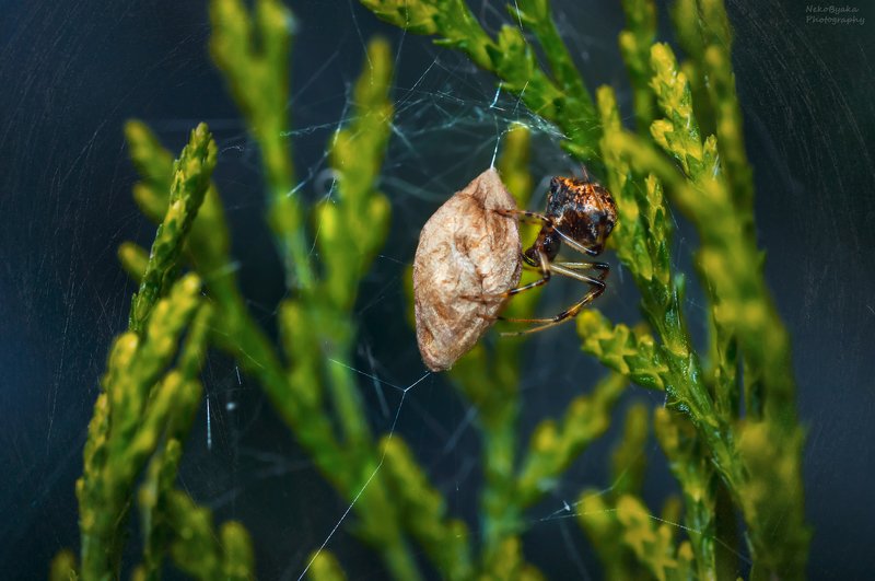 макро, природа, растения, паутина, паук, кокон, macro, nature, plants, spider web, spider, cocoon Колыбель жизни фото превью