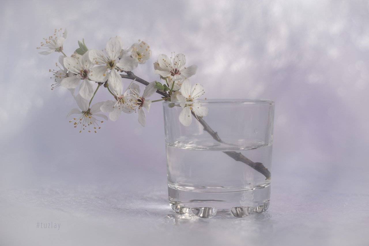 первоцвет, гелиос, Владимир Тузлай