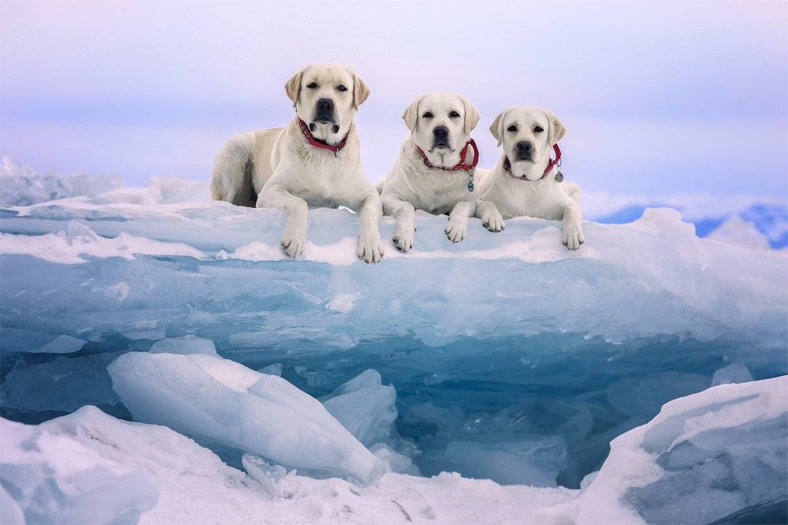 , Андрей Ершов