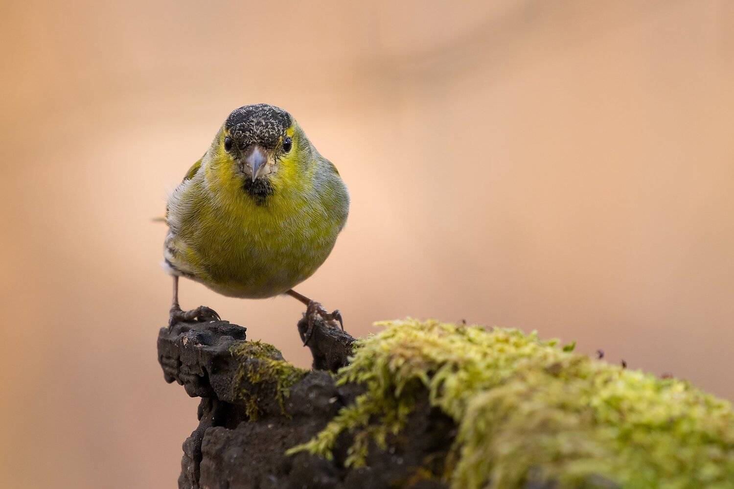 , Robert Adamec