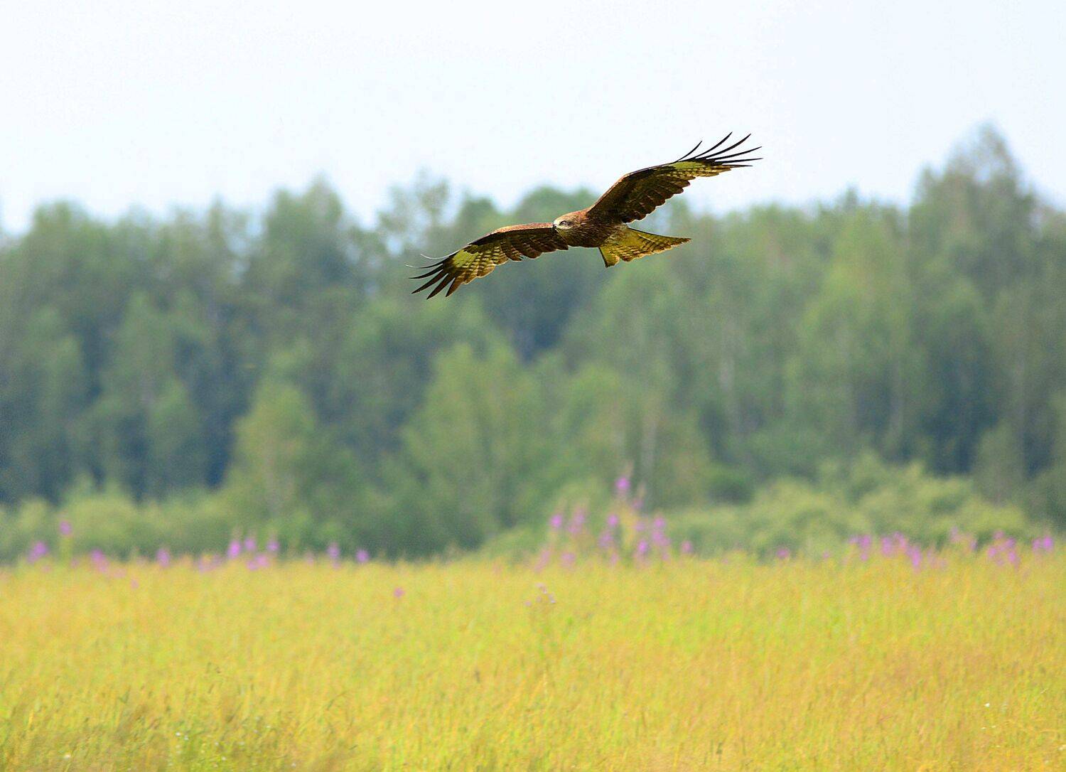 , Михаил Белоусов