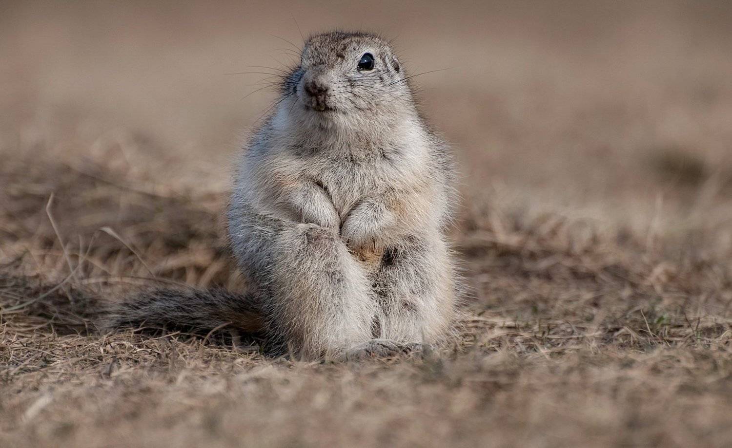 суслик обыкновенный., Марина Фомина