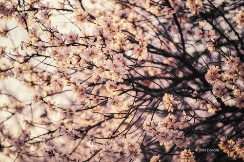 Beauty of Spring
