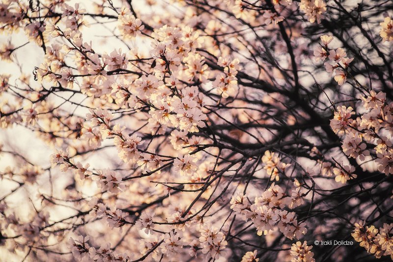 spring, nature, flower, march, photography, outdoor, Beauty of Spring фото превью