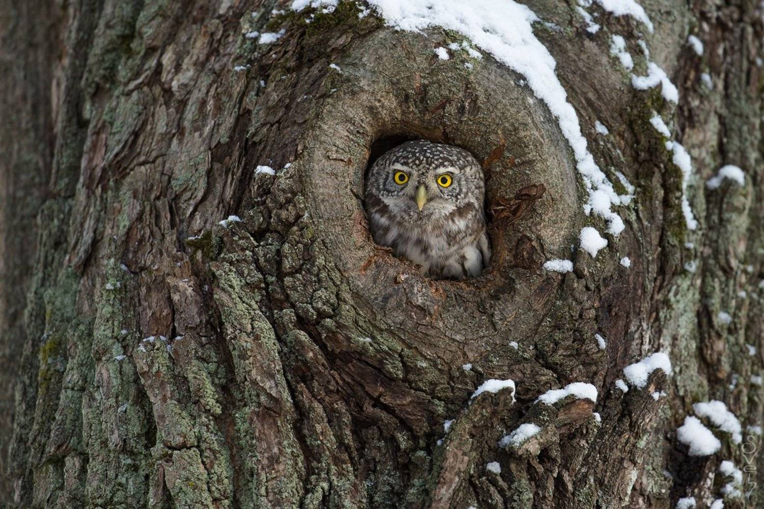 воробьиный сыч, сова, Байбекова Светлана