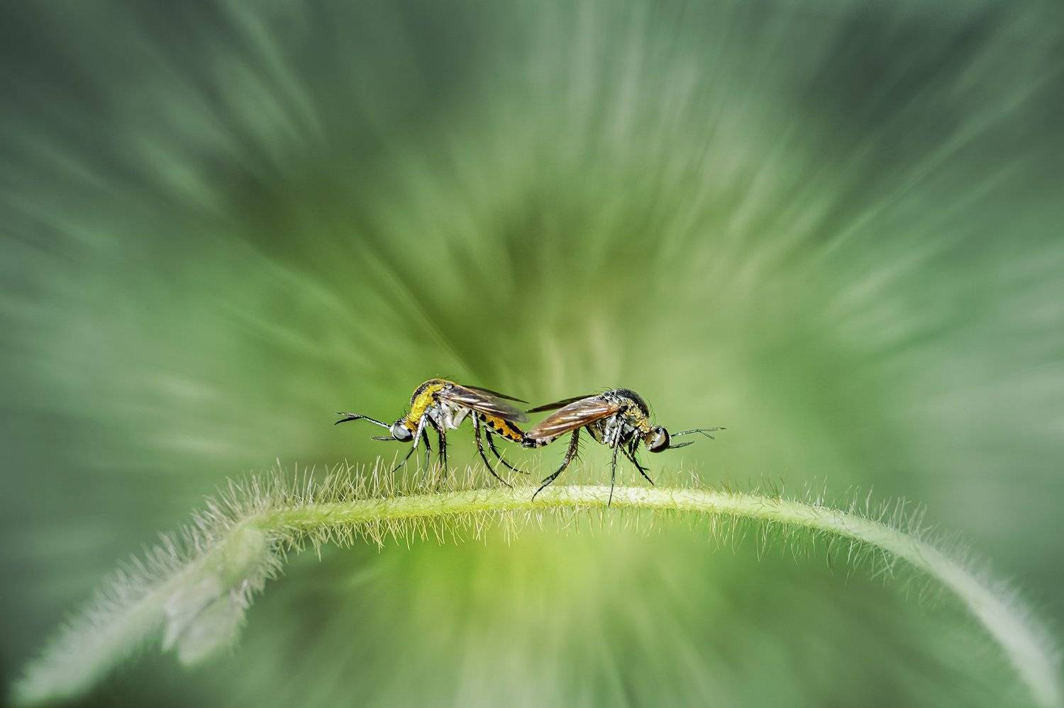 flower, objects, butterfly, macro, nature, green, tropical, toxophora, mosquito, insect, bug,, Gusti Roby Navela