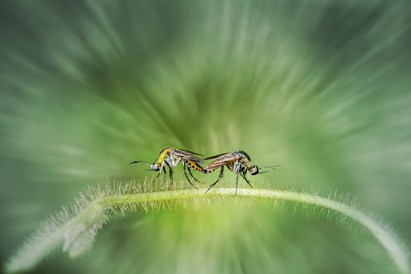 flower, objects, butterfly, macro, nature, green, tropical, toxophora, mosquito, insect, bug, Toxophora фото превью