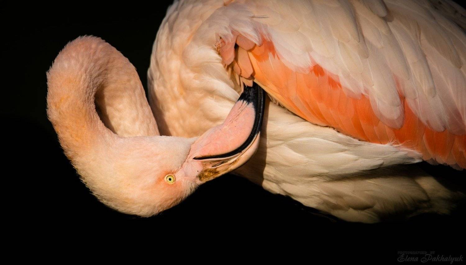 птицы,природа,крым,розовый,фламинго,феодосия,опук,бердвочинг,портрет,россия,украина,животные, Elena Pakhalyuk