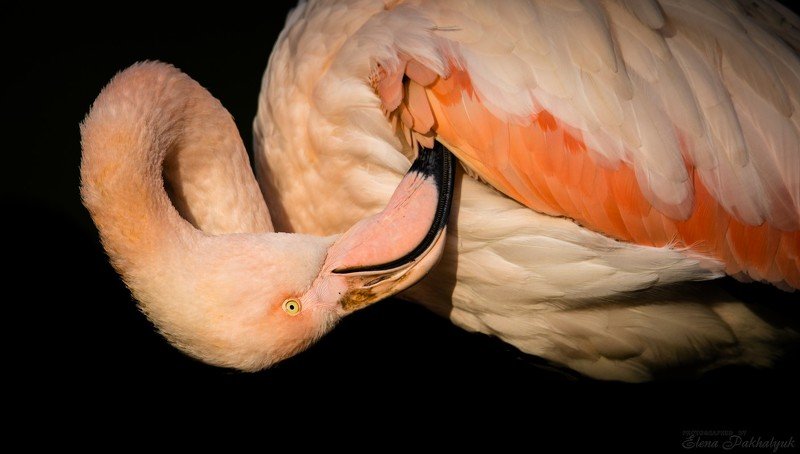 птицы,природа,крым,розовый,фламинго,феодосия,опук,бердвочинг,портрет,россия,украина,животные Фламинго фото превью