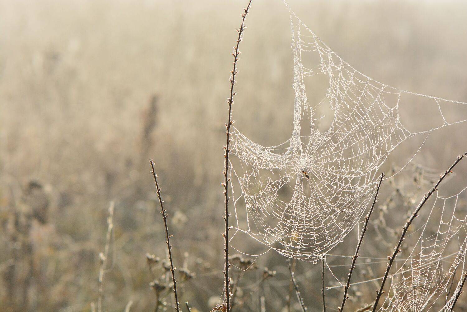 , Юлия Абрамова