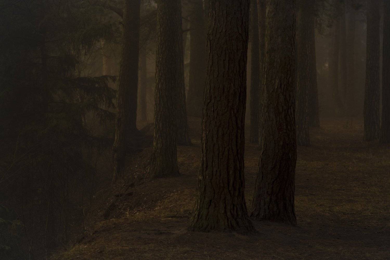 лес дымка туман тепло, Дмитрий Демидов