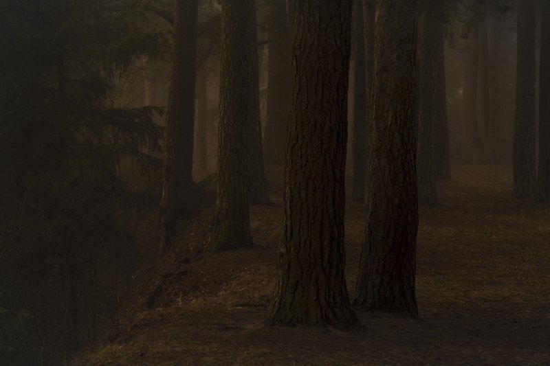 лес дымка туман тепло У обрыва. фото превью