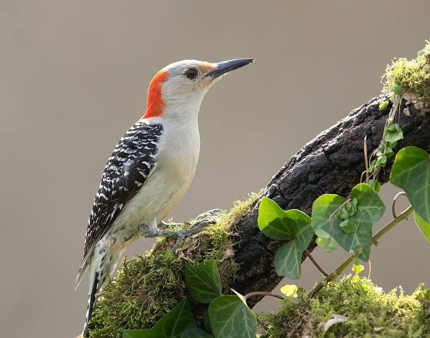 дятел, каролинский меланерпес, red-bellied woodpecker, woodpecker, Elizabeth Etkind