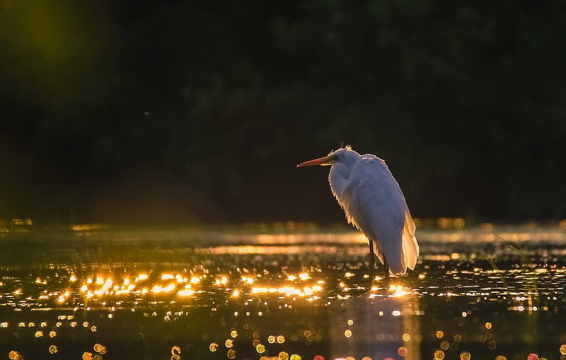 Звездочет фото превью