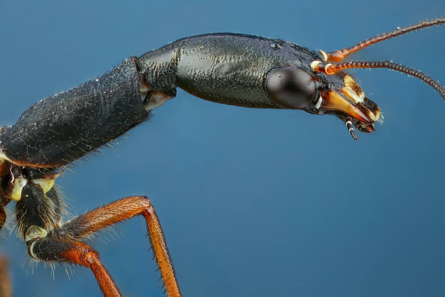 портрет,голубой,макро,природа,цвет, Андрей Шаповалов
