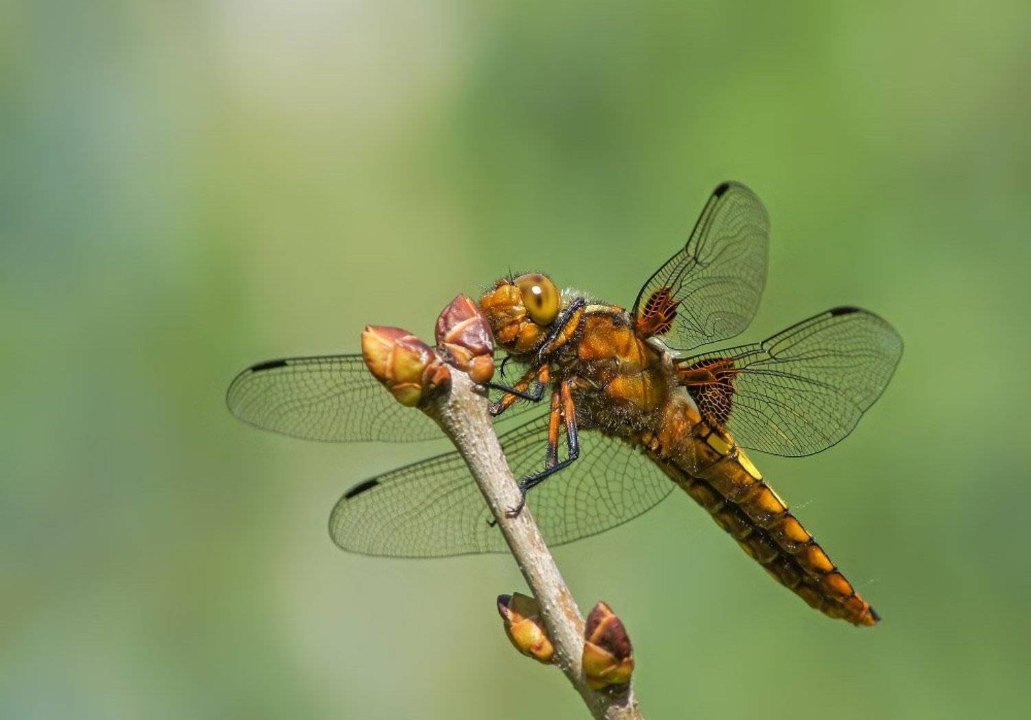 , Чепленко Алексей