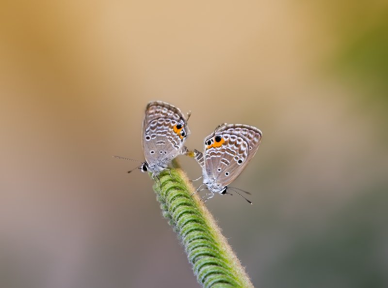 freedom... фото превью