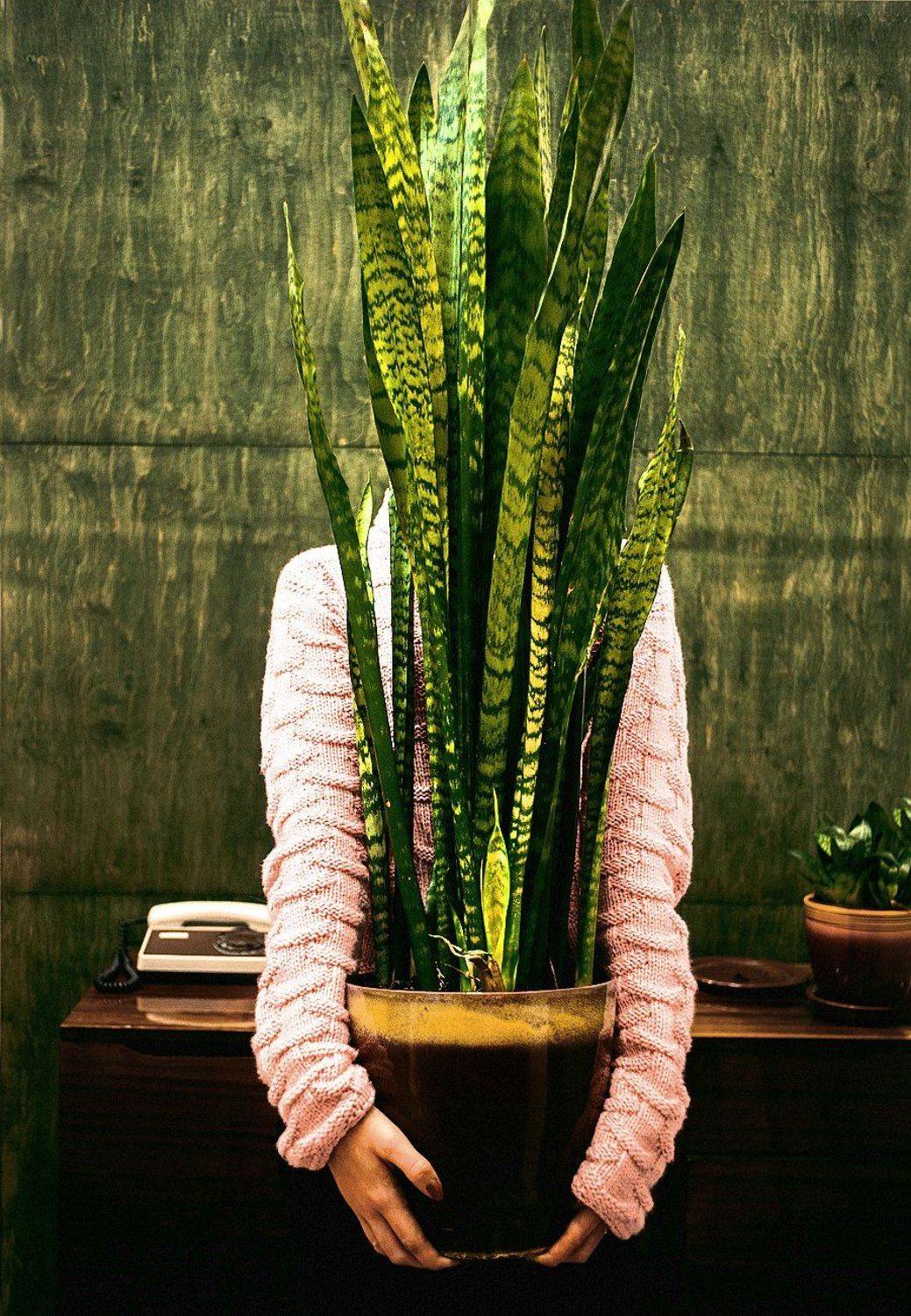 растение горшок абстракция, Артём Кобызев