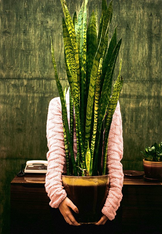 растение горшок абстракция сансевиерия самодержащаяся фото превью