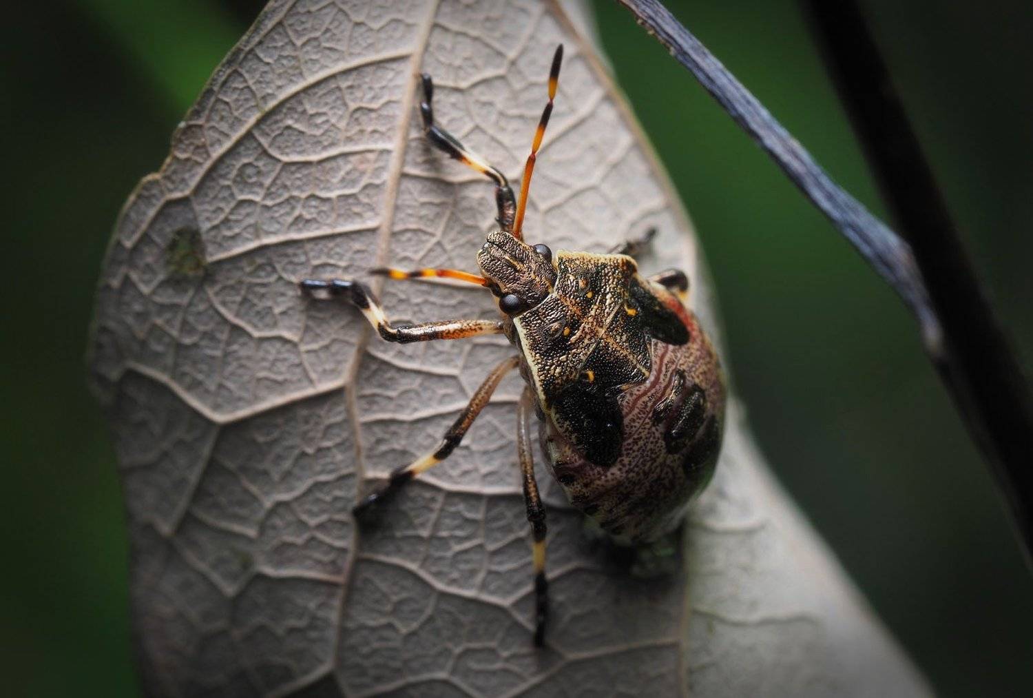 , Сергей Харитон