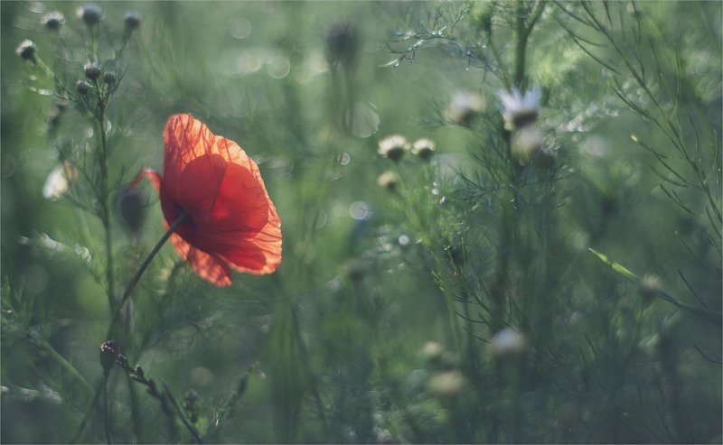 my color dreams ... фото превью