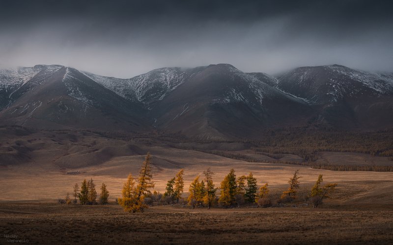 алтай, осень, курай, курайский хребет, курайская степь, лиственницы Кочевники фото превью