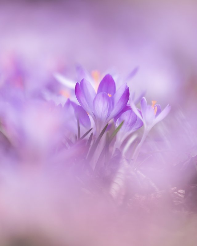 Крокусы, цветы, весна  фото превью