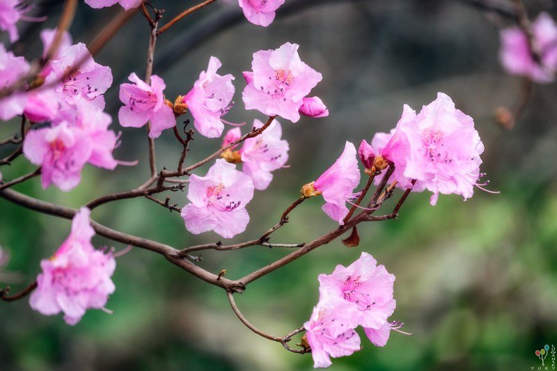 Azalea Bloom фото превью